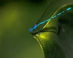 Libelula