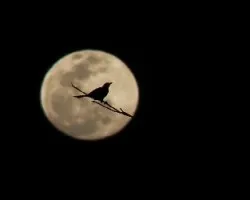 Contra luz lunar
