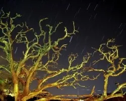 Star trails