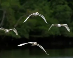 Vuelo en grupo