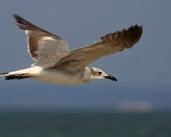 Gaviota solitaria
