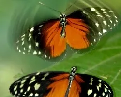 Vuelo de apareo