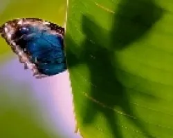 Do you believe in fairies ?