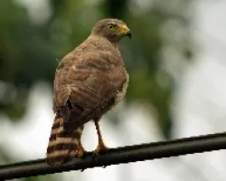 Buteo platypterus