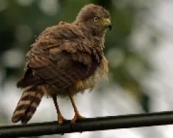 Buteo platypterus