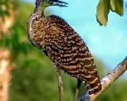 Tigrisoma mexicanum