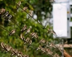 Pygochelidon cyanoleuca