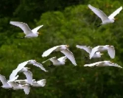 Bubulcus ibis