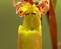 Orquidía ( care vaca )