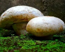 Hongos