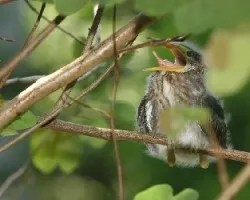 Butorides virescens