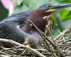 Butorides virescens