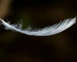 Como Pluma al viento