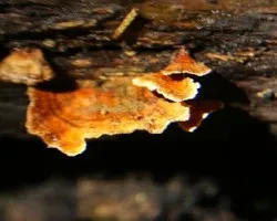 Pycnoporus sanguineus 