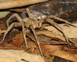 araña 