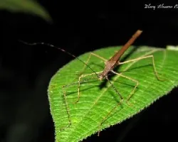 Mantis 