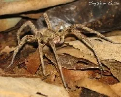 araña 