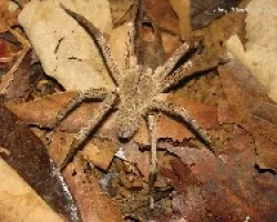 araña 