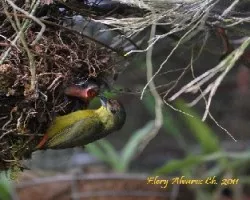 Euphonia gouldi