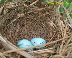 nido huevos azules 