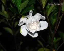 flor blanca