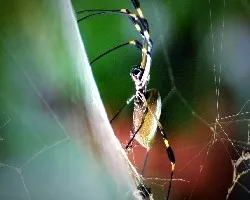 Nephila clavipes 