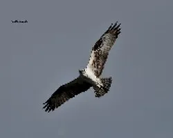 Pandion haliaetus