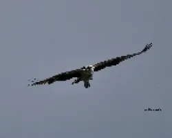 Pandion haliaetus