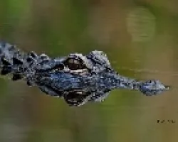 crocodylus acutus