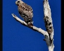 Buteo lineatus
