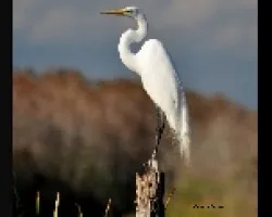 Ardea alba
