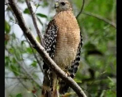 Buteo lineatus