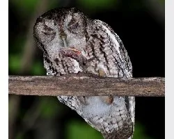 megascops asio( Eastern sceech-owl)