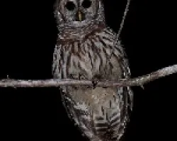 Strix varia