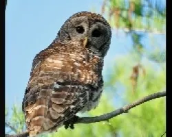 Strix varia
