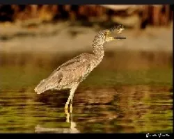 Nycticorax nycticorax