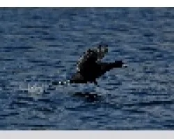 Fulica americana