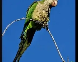 Myiopsitta monachus