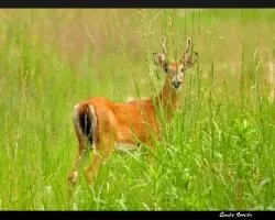 Venado