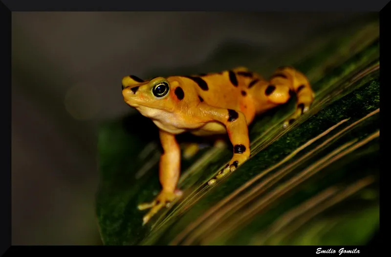 Foto