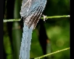 Cyanopica cyana