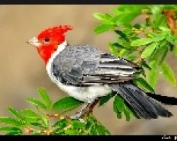 Paroaria coronata