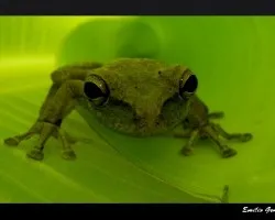 Rana platanera