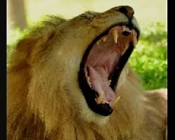 panthera leo