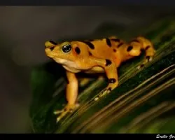 Malacorhynchus membranaceus