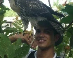 Accipiter gundlachi