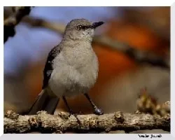 Mimus polyglottos