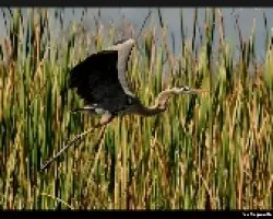 Ardea herodias