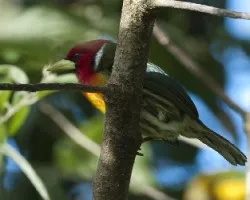 Eubucco bourcierii