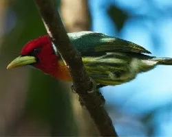 Eubucco bourcierii